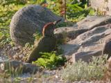 groene specht 250818 19016