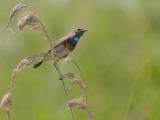 250625 13474 blauwborst