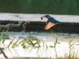ijsvogel 250905 19395