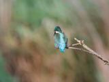 ijsvogel 250908 09421