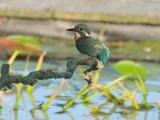 ijsvogel 250905 08285