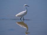 250618 12557 kleine zilverreiger