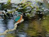 ijsvogel 250911 08548