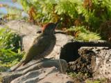 groene specht 250818 19018