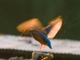 ijsvogel 250905 19386