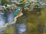 ijsvogel 250911 08553