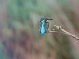 ijsvogel 250908 09423