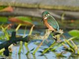 ijsvogel 250905 08172