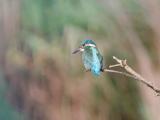 ijsvogel 250908 09420