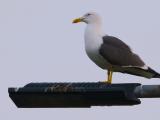 gtote mantelmeeuw 250502 08098