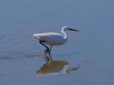 250618 12552 kleine zilverreiger