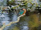 ijsvogel 250911 08562