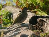 groene specht 250818 19017