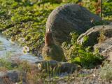 groene specht 250818 19015