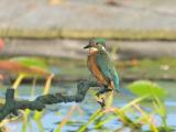 ijsvogel 250905 08283