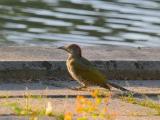 groene specht 250818 19107