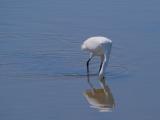 250618 12555 kleine zilverreiger