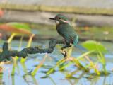 ijsvogel 250905 08288