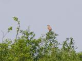 grauwe klauwier 230616 12723