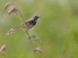 250625 13475 blauwborst