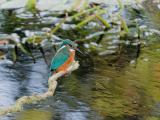 ijsvogel 250911 08547