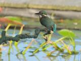 ijsvogel 250905 08287