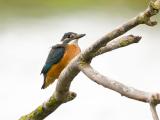 ijsvogel 250912 11574