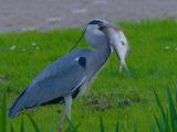 blauwe reiger 250419 09020