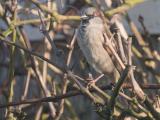 merel 250303 10616