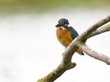ijsvogel 250912 11575