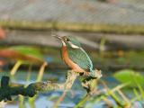 ijsvogel 250905 08177