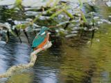 ijsvogel 250911 08544
