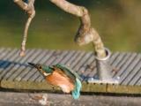 ijsvogel 250905 08267