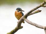 ijsvogel 250912 11578