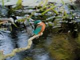ijsvogel 250911 08560
