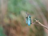 ijsvogel 250908 09422