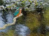 ijsvogel 250911 08557