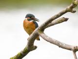 ijsvogel 250912 11577