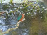 ijsvogel 250911 08554
