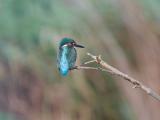 ijsvogel 250908 09424