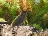 groene specht 250818 19019