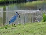 blauwe reiger 250419 10022