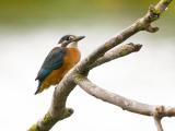 ijsvogel 250912 11579
