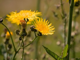 Planten • Paddenstoelen