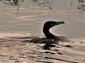 Aalscholver • Jan-van-Gent