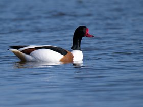 Eend • Gans • Zwaan