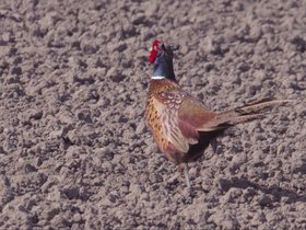 Fazant • Duif • Parkiet