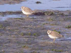 Meeuw • Steltloper • Alk