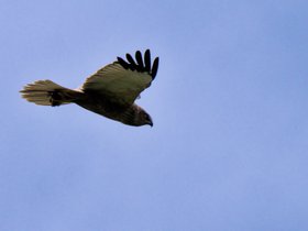 Roofvogel • Valk • Uil